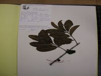 Herbarium sample